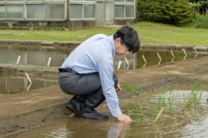 お田植え